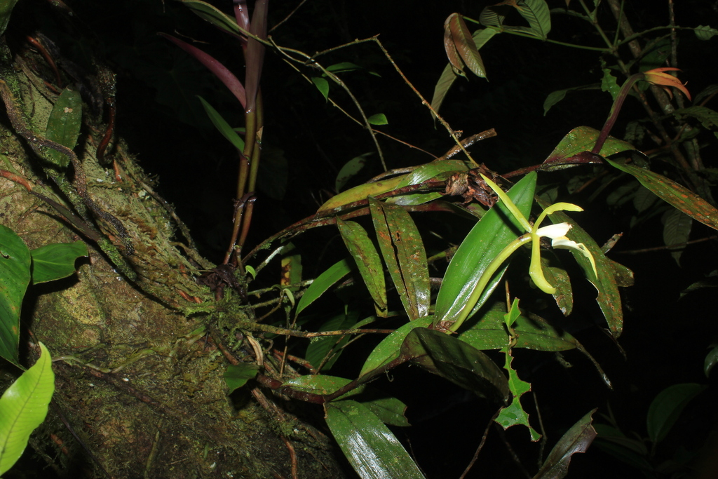 Epidendrum carpophorum Barb.Rodr. 3