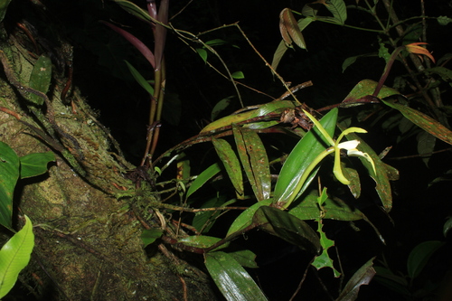 Round-leaf star orchid (Epidendrum carpophorum)