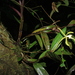 Epidendrum carpophorum - Photo 由 Apipa 所上傳的 (c) Apipa，保留部份權利CC BY-NC
