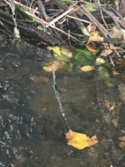Calopteryx maculata