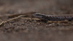 Elgaria multicarinata