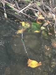 Calopteryx maculata