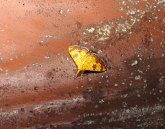 Isocentris