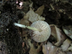 Pluteus podospileus