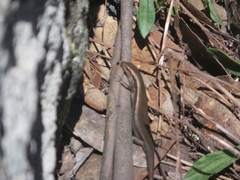 Pseudemoia entrecasteauxii