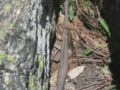 Pseudemoia entrecasteauxii