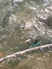 Calopteryx maculata