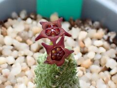 Pseudolithos dodsonianus