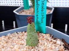 Pseudolithos dodsonianus