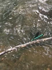 Calopteryx maculata