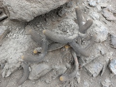 Loxanthocereus acanthurus