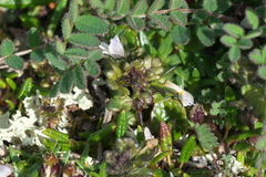 Euphrasia subarctica