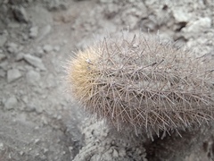 Loxanthocereus acanthurus