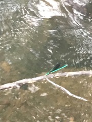 Calopteryx maculata