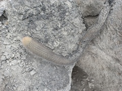 Loxanthocereus acanthurus