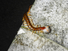 Scolopendra multidens