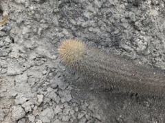 Loxanthocereus acanthurus