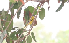 Oriolus chinensis maculatus