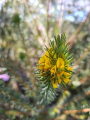 Phyllota grandiflora