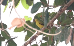 Oriolus chinensis maculatus