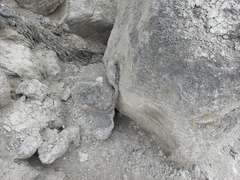 Loxanthocereus acanthurus