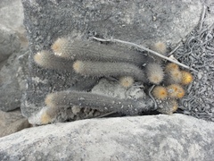 Loxanthocereus acanthurus