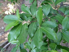 Prunus caroliniana