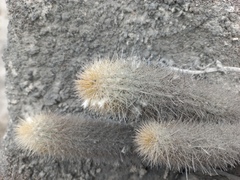 Loxanthocereus acanthurus