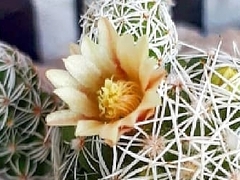 Mammillaria vetula