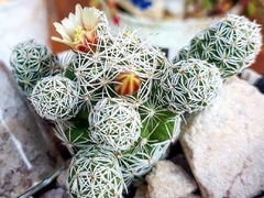 Mammillaria vetula