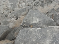 Loxanthocereus acanthurus