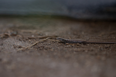 Elgaria multicarinata