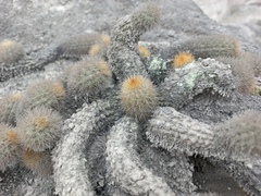 Loxanthocereus acanthurus