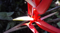 Heliconia angusta