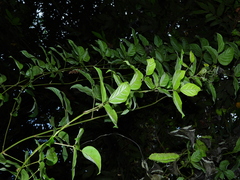 Mucuna sloanei
