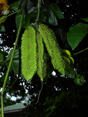 Mucuna sloanei