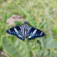 Jemadia