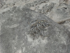 Loxanthocereus acanthurus