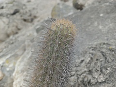 Loxanthocereus acanthurus