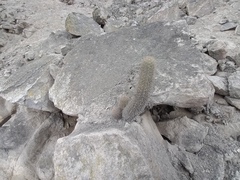 Loxanthocereus acanthurus