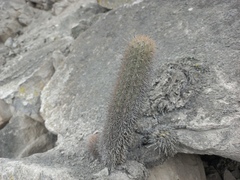 Loxanthocereus acanthurus