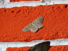 Phrygionis privignaria