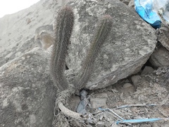 Haageocereus acranthus