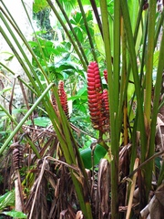 Heliconia imbricata