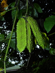 Mucuna sloanei