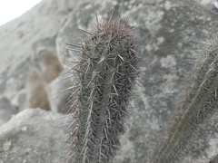 Haageocereus acranthus