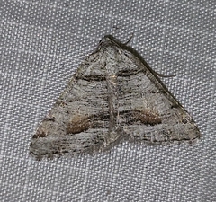 Macaria colata