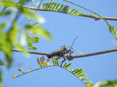 Pachylis neocalifornicus