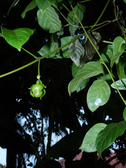 Mucuna sloanei
