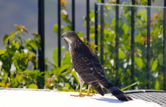 Accipiter cooperii